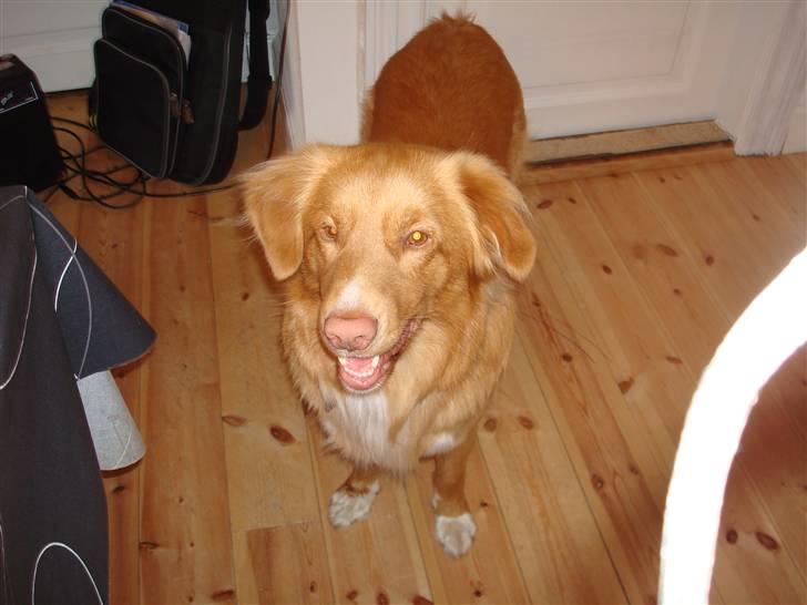 Nova scotia duck tolling retriever Anton billede 11