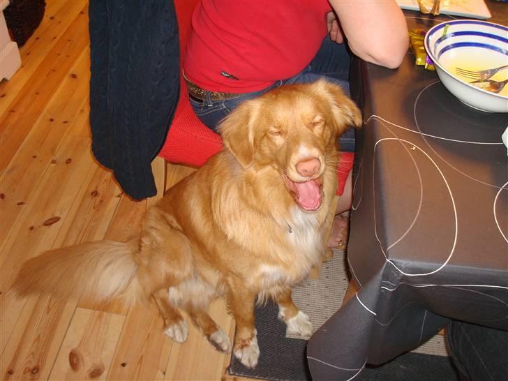 Nova scotia duck tolling retriever Anton billede 12