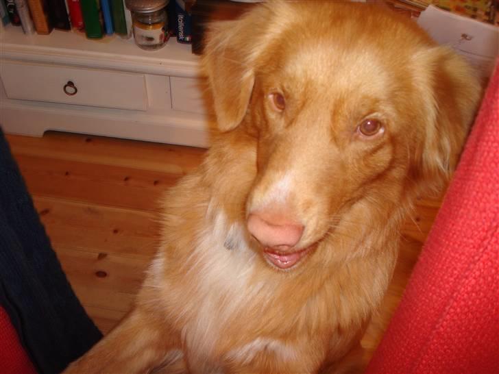 Nova scotia duck tolling retriever Anton billede 13