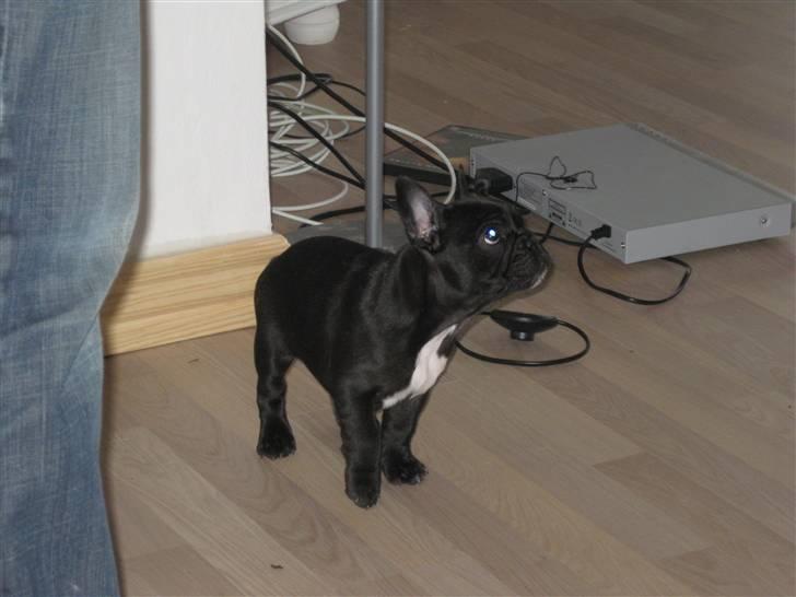 Fransk bulldog Daisy billede 3