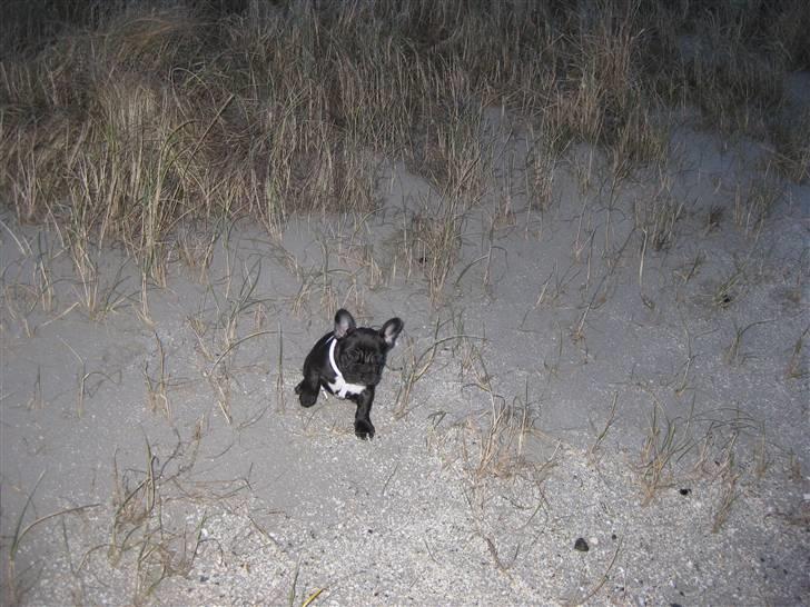 Fransk bulldog Daisy billede 4