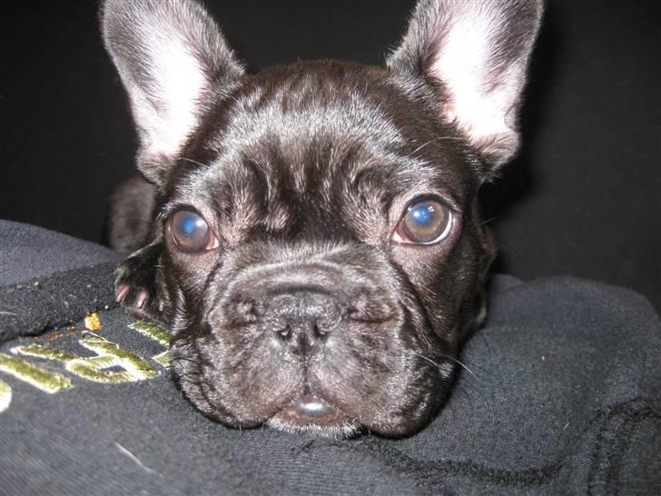 Fransk bulldog Daisy billede 5