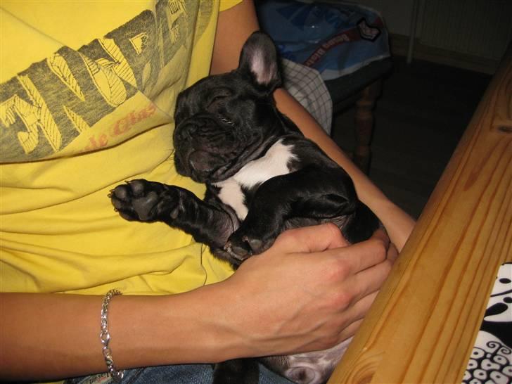 Fransk bulldog Daisy billede 6