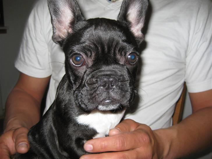 Fransk bulldog Daisy billede 7