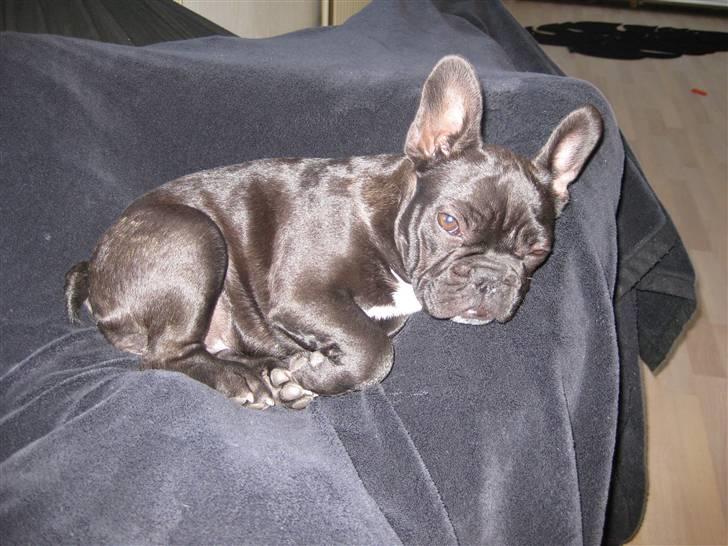 Fransk bulldog Daisy billede 8