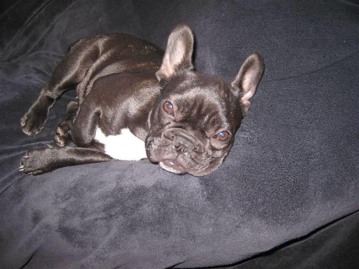 Fransk bulldog Daisy billede 9