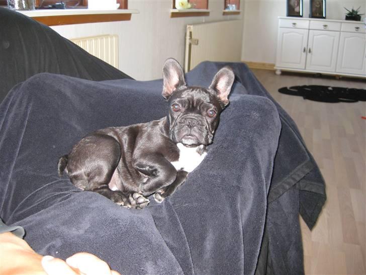 Fransk bulldog Daisy billede 10