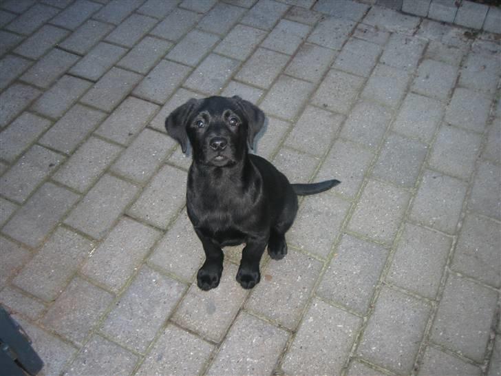 Labrador retriever Luka (ILOVEYOU)<3 - bette Luka billede 3