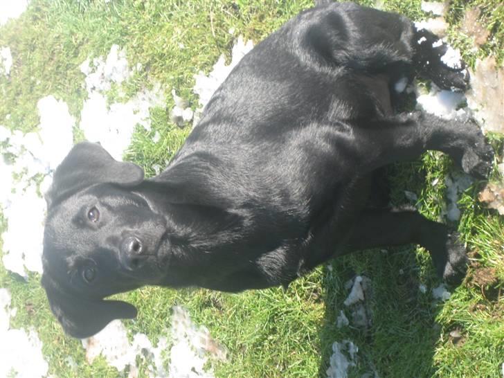 Labrador retriever Luka (ILOVEYOU)<3 - nuder solen og snen på grasset billede 4