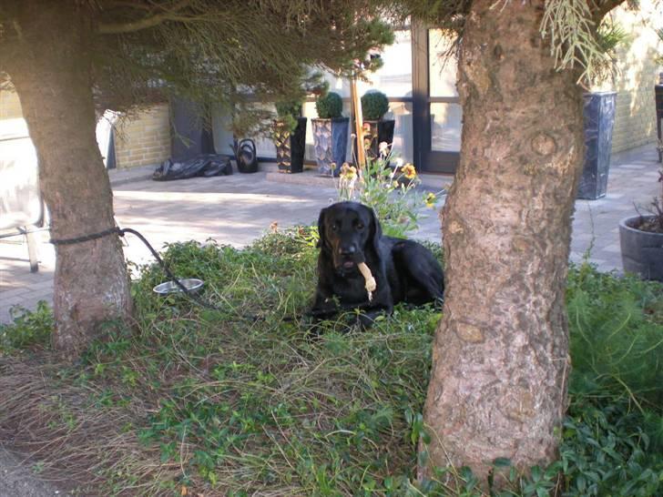 Labrador retriever Luka (ILOVEYOU)<3 - jeg nyder mit tygge ben i bedet og der er ingen der må tage det billede 5
