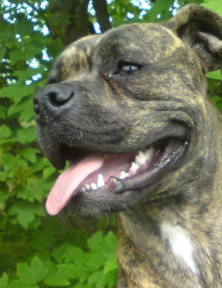 Amerikansk bulldog Damie billede 16