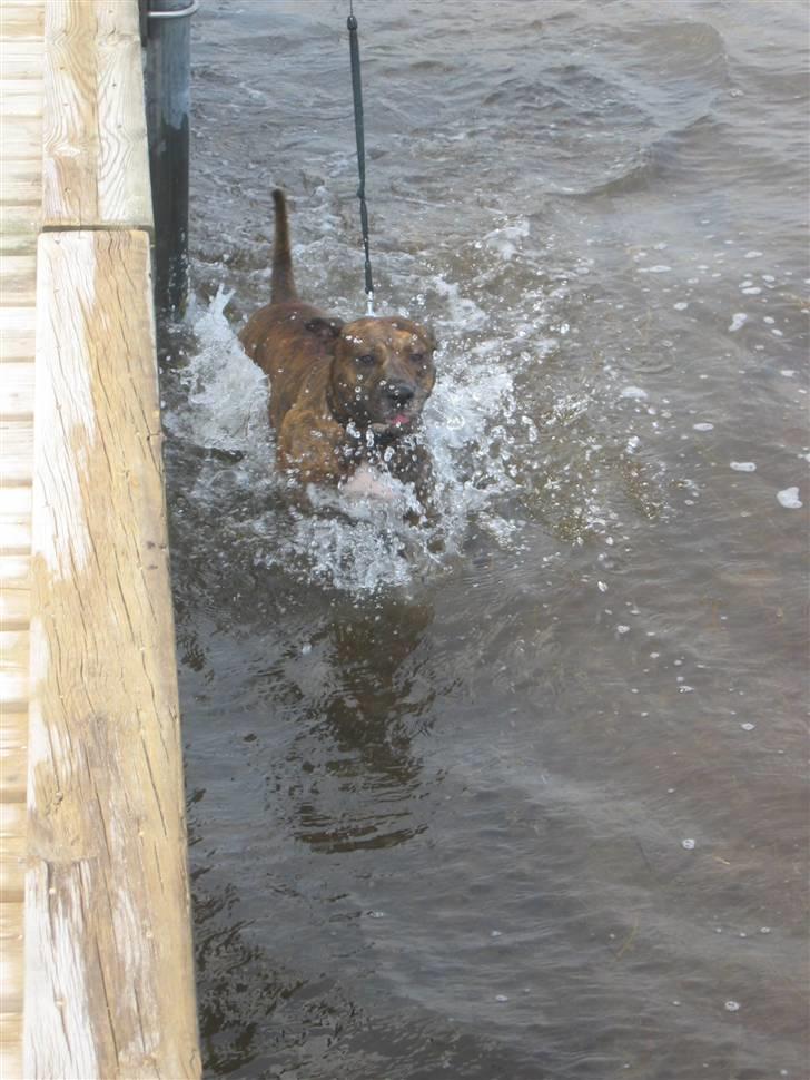 Amerikansk staffordshire terrier Cody HimmelHund billede 17