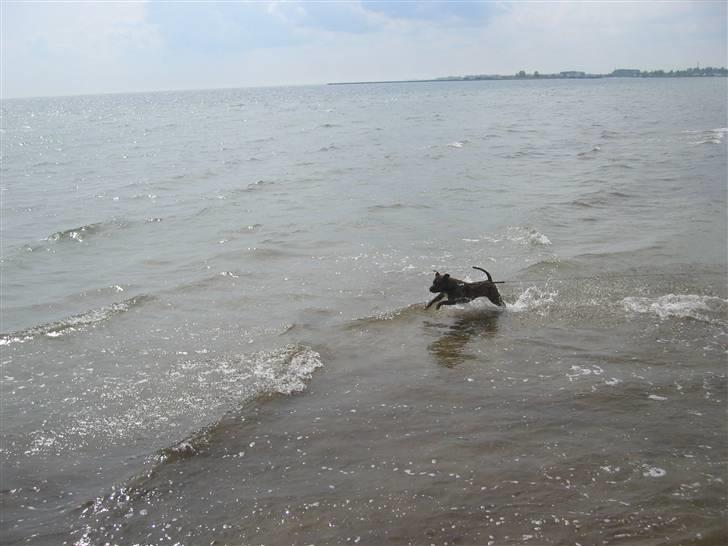 Amerikansk staffordshire terrier Cody HimmelHund billede 18