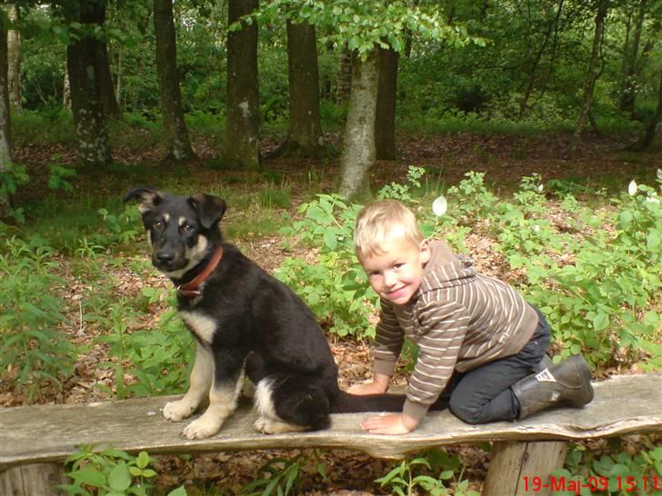 Blanding af racer Smilla billede 1