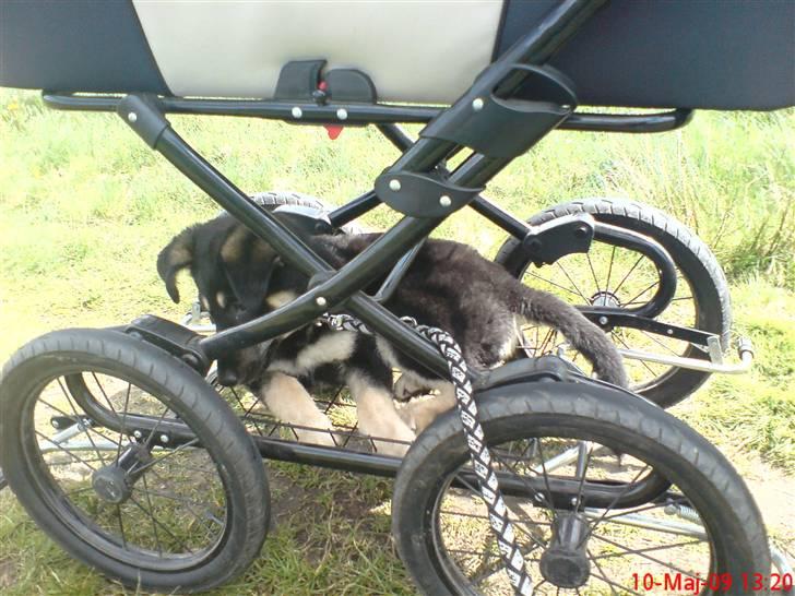 Blanding af racer Smilla billede 2