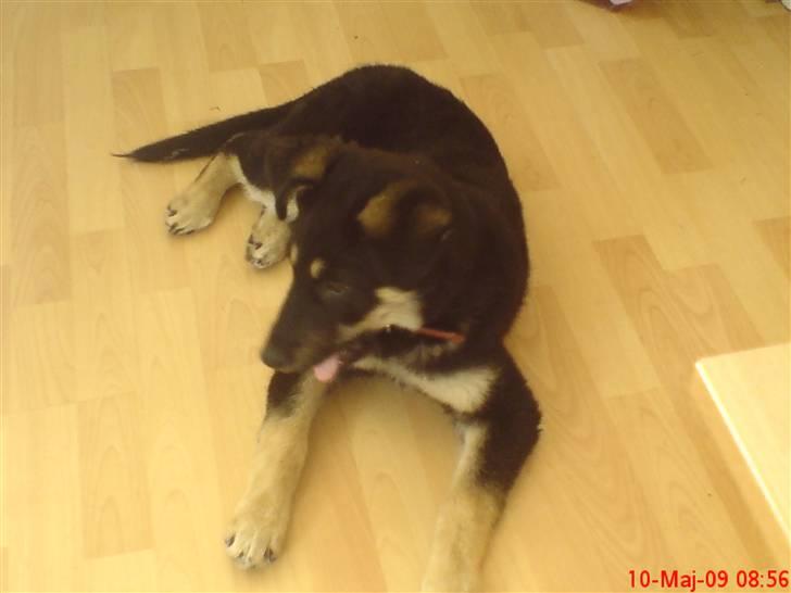 Blanding af racer Smilla billede 3