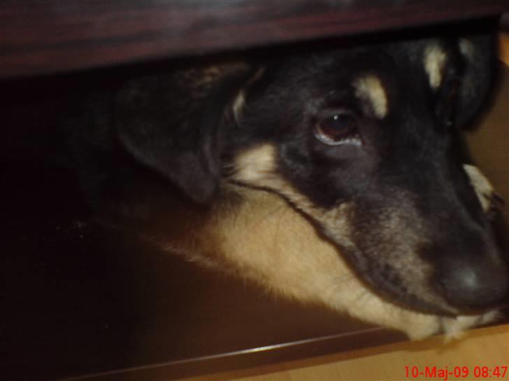 Blanding af racer Smilla billede 4