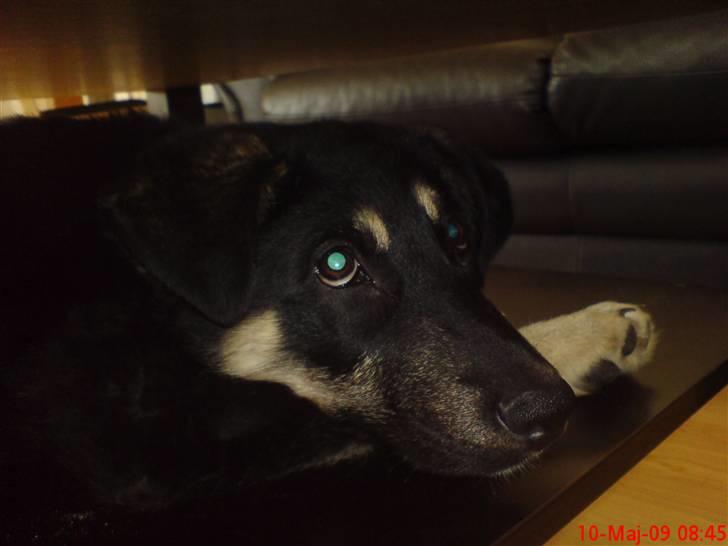 Blanding af racer Smilla billede 5