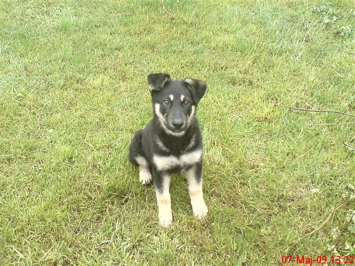 Blanding af racer Smilla billede 6