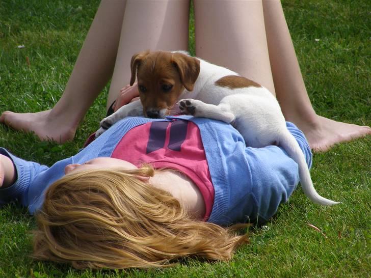 Jack russell terrier Chivas - det er hårdt at lege så nu vil jeg sove lidt! billede 4