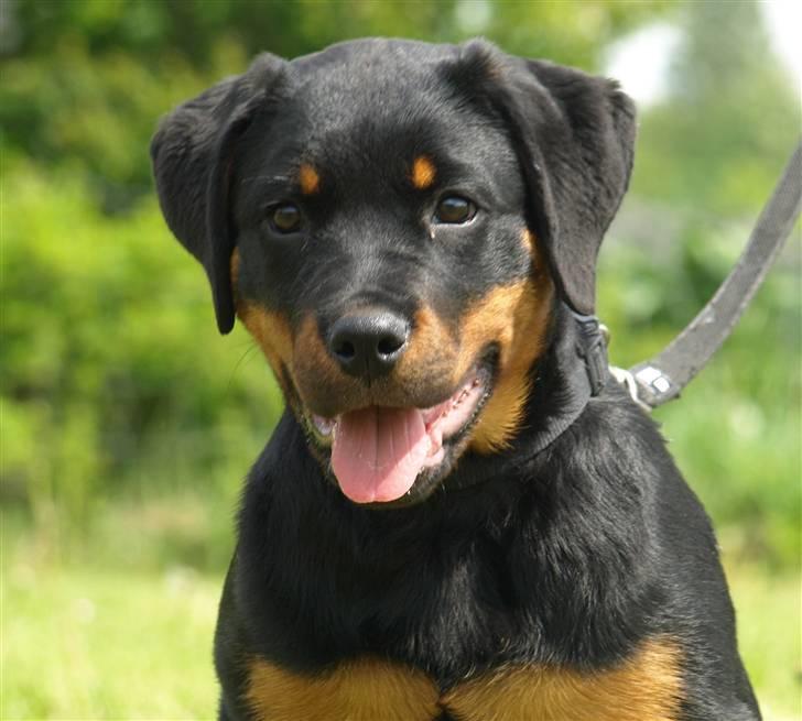 Rottweiler Marienlunds Grammy billede 1