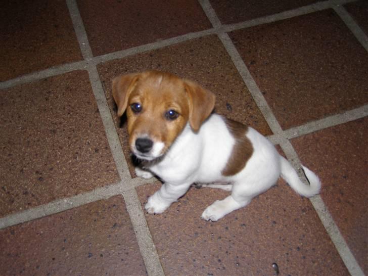 Jack russell terrier Chivas - må jeg ik nok få en godbid?? billede 5
