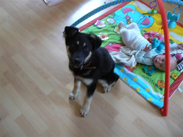 Blanding af racer Smilla billede 7