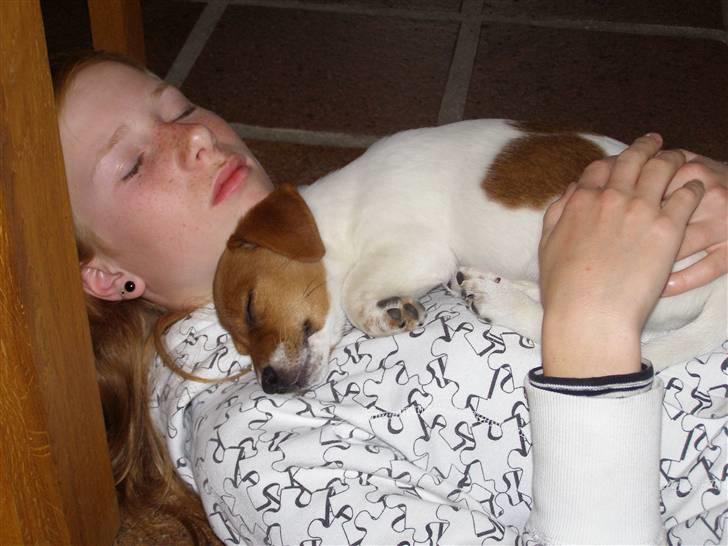 Jack russell terrier Chivas - god nat! billede 6