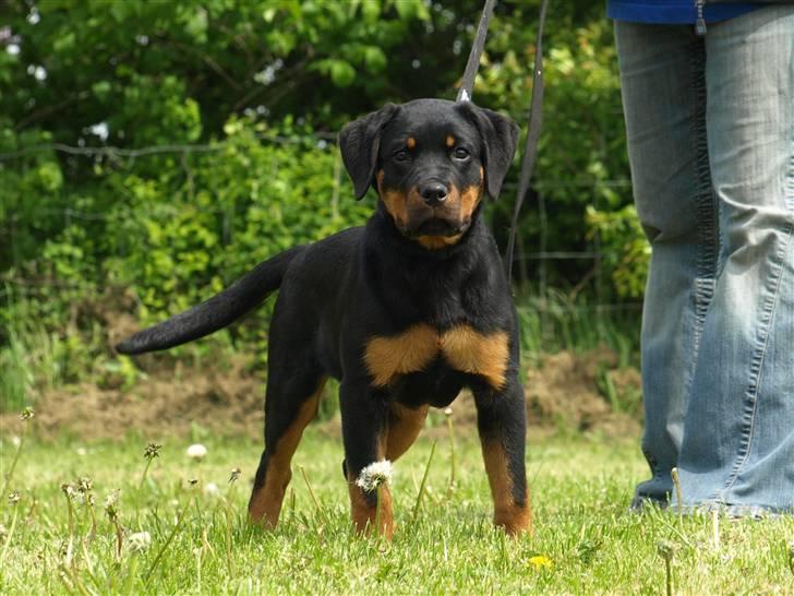 Rottweiler Marienlunds Grammy billede 2