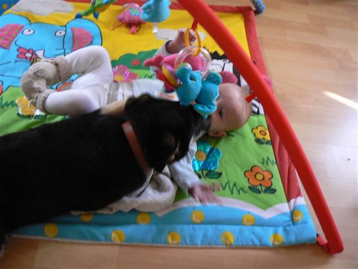 Blanding af racer Smilla billede 8