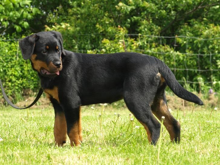 Rottweiler Marienlunds Grammy billede 3