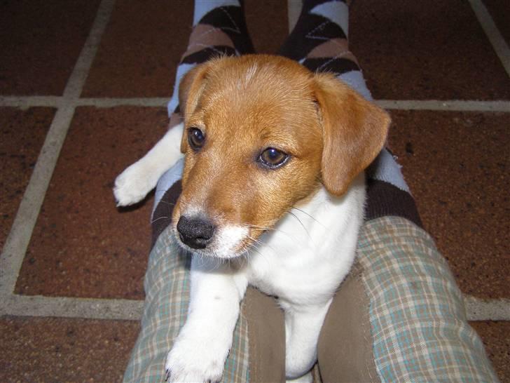 Jack russell terrier Chivas billede 7