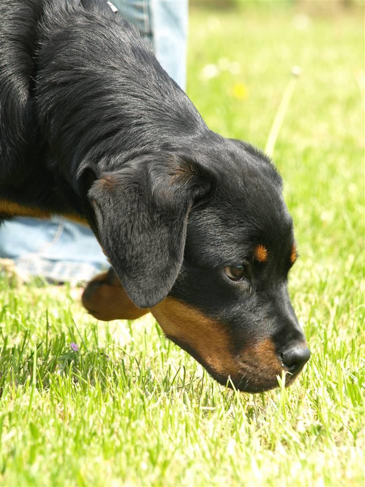 Rottweiler Marienlunds Grammy billede 4