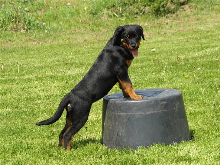 Rottweiler Marienlunds Grammy billede 5