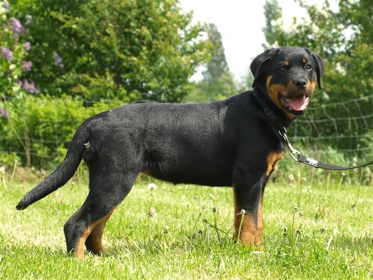 Rottweiler Marienlunds Grammy billede 6