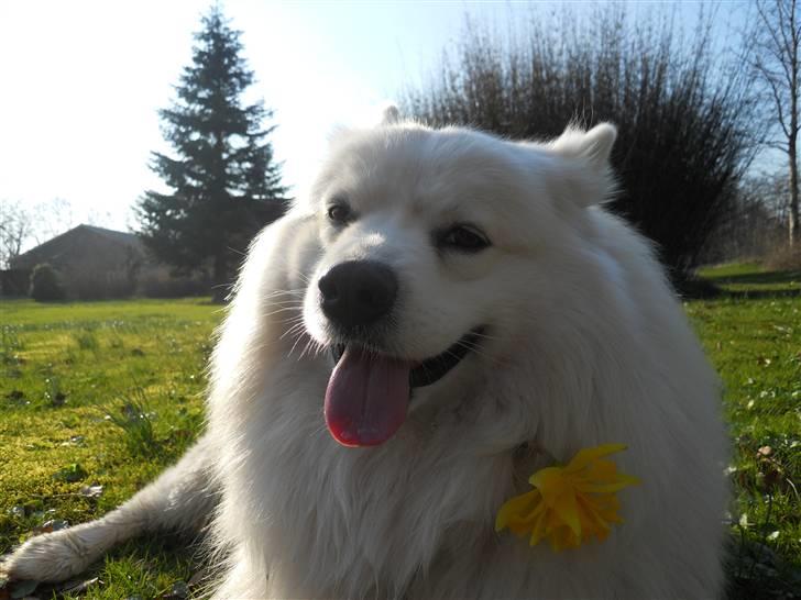 Samojedhund Vaks <3 -  #Fotograf: Anne-Mette Fogh# billede 13