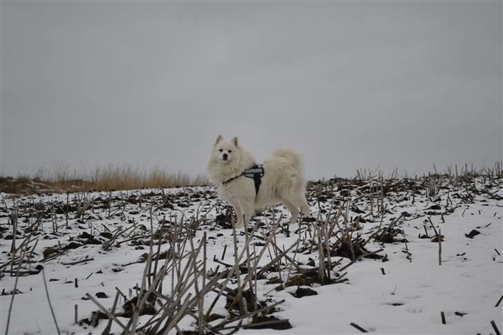 Samojedhund Vaks <3 - Ude i snéen  2011 #Fotograf: Anne-Mette Fogh# billede 14