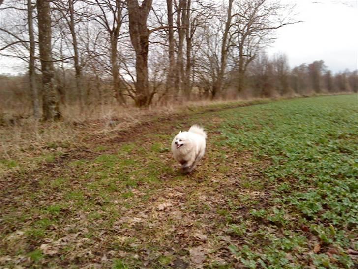 Samojedhund Vaks <3 - PAS PÅ HER KOMMER JEG #Fotograf: Laura Størk Møller# billede 15