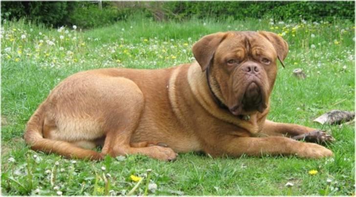 Dogue de bordeaux CaMeeko a Touch of Ti Amo - Smukke dejlige CaMeeko <3 billede 2