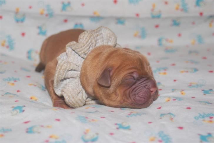 Dogue de bordeaux CaMeeko a Touch of Ti Amo billede 20