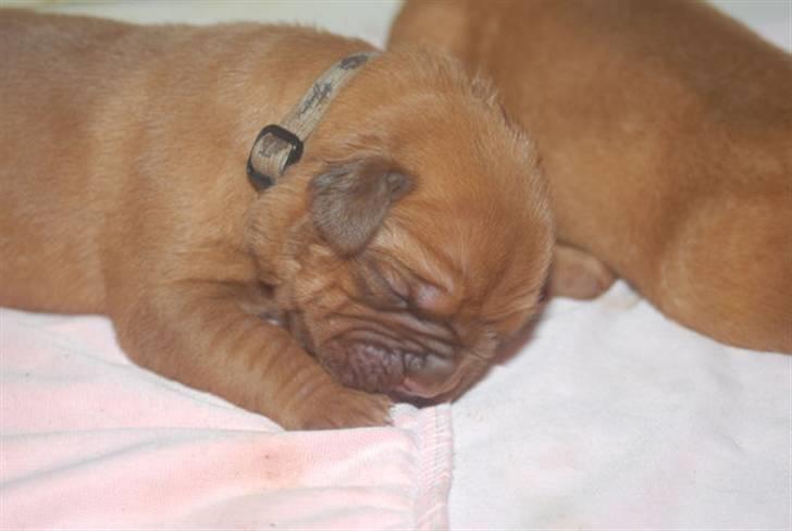 Dogue de bordeaux CaMeeko a Touch of Ti Amo billede 19