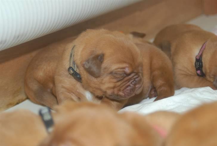 Dogue de bordeaux CaMeeko a Touch of Ti Amo billede 18
