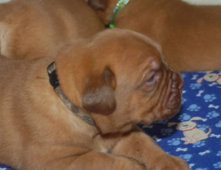 Dogue de bordeaux CaMeeko a Touch of Ti Amo billede 17