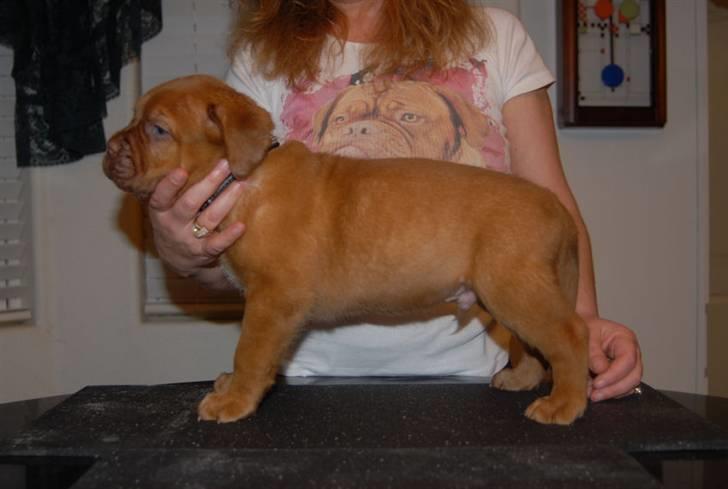 Dogue de bordeaux CaMeeko a Touch of Ti Amo billede 11