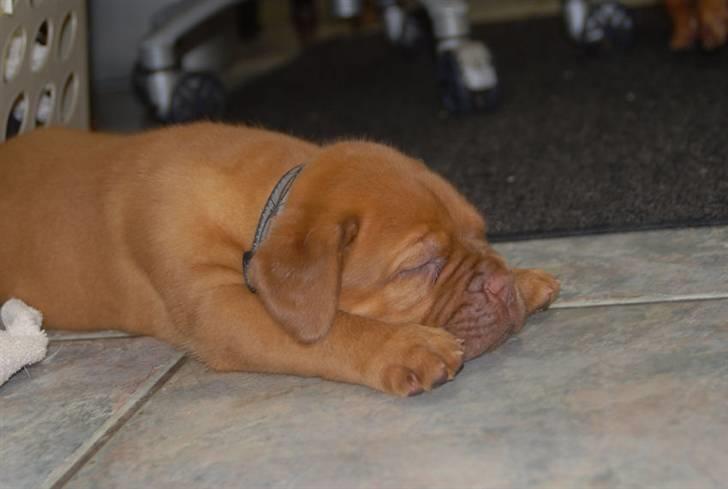 Dogue de bordeaux CaMeeko a Touch of Ti Amo billede 13