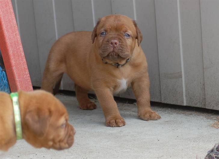 Dogue de bordeaux CaMeeko a Touch of Ti Amo billede 10