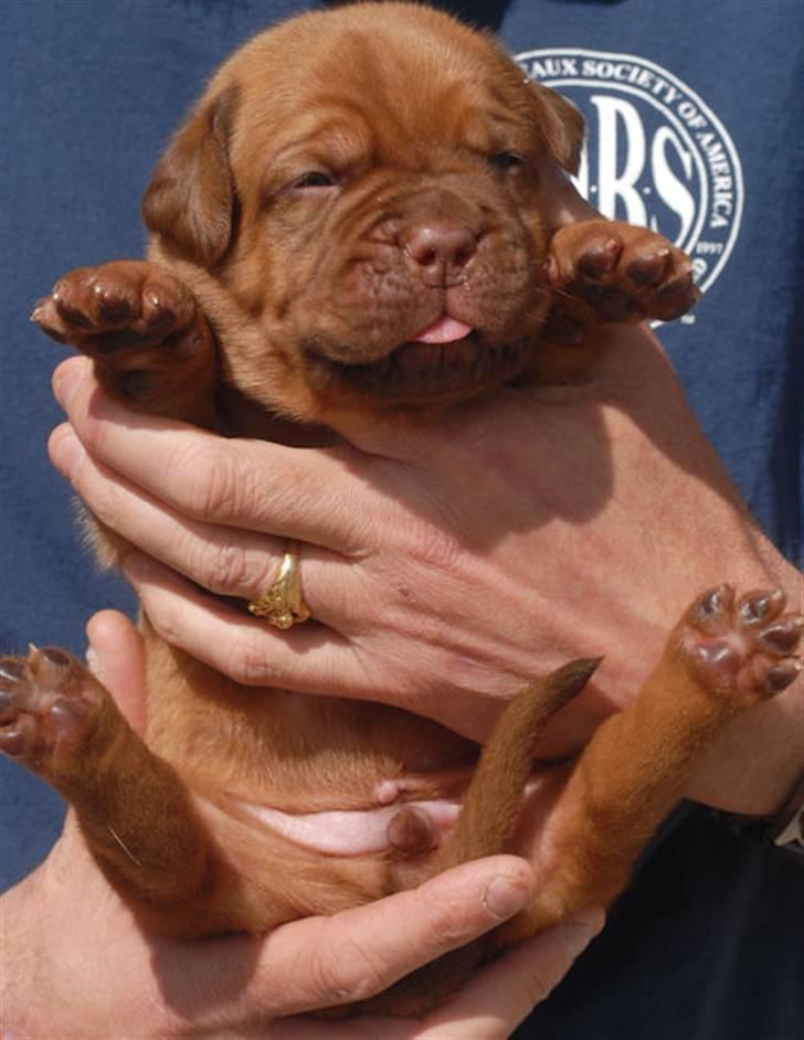 Dogue de bordeaux CaMeeko a Touch of Ti Amo billede 14
