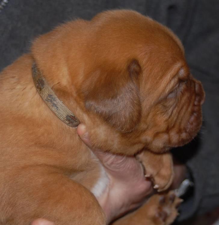 Dogue de bordeaux CaMeeko a Touch of Ti Amo billede 16