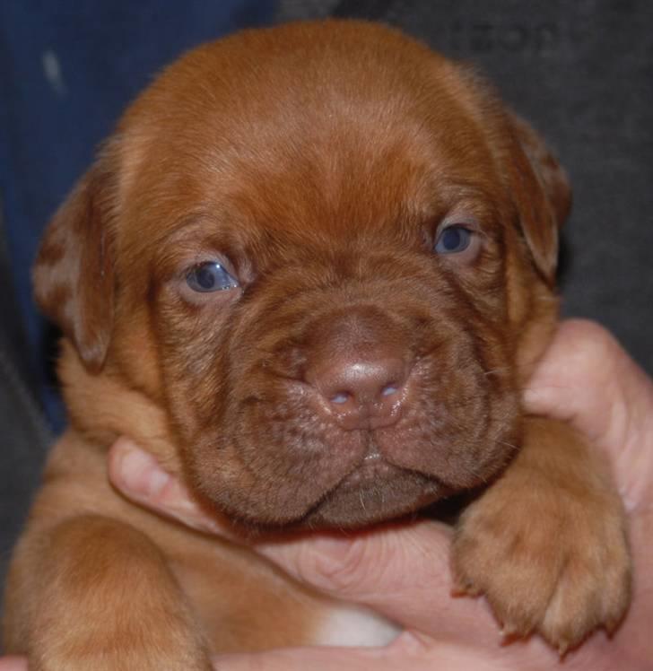 Dogue de bordeaux CaMeeko a Touch of Ti Amo billede 15