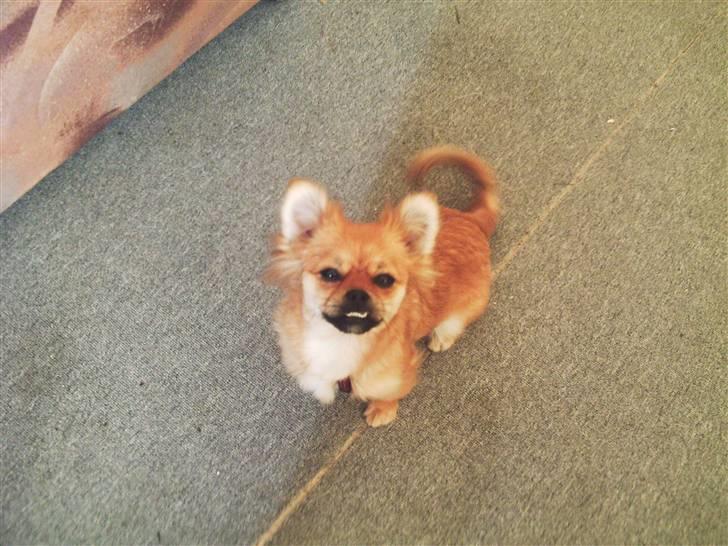 Blanding af racer Malou billede 3